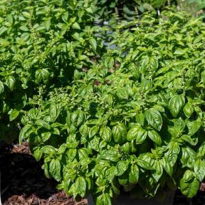 Basilic Grand Vert